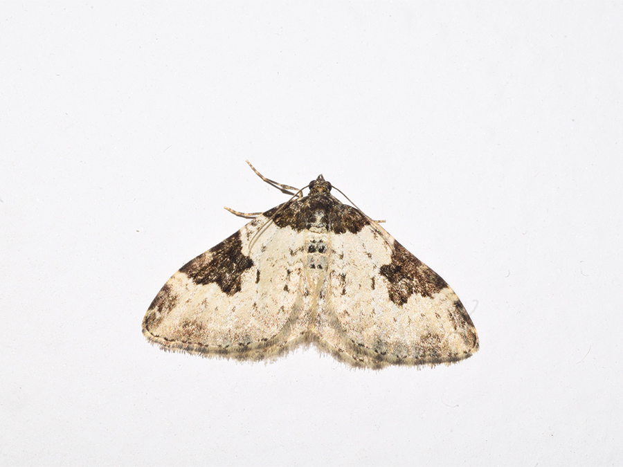 Geometridae: Xanthorhoe fluctuata? S